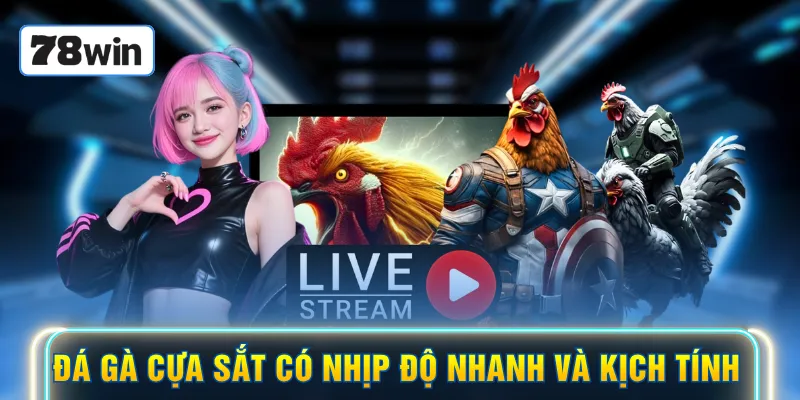 Đá gà cựa sắt có nhịp độ nhanh và kịch tính