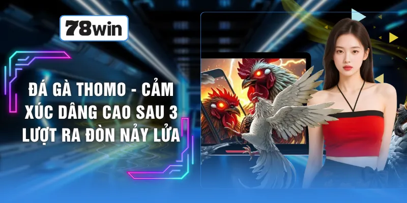 Đá Gà Thomo - Cảm Xúc Dâng Cao Sau 3 Lượt Ra Đòn Nảy Lửa