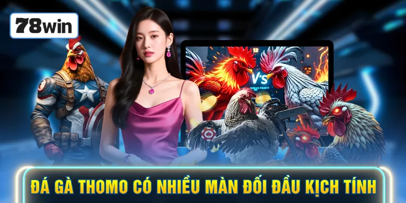 Đá gà Thomo có nhiều màn đối đầu kịch tính
