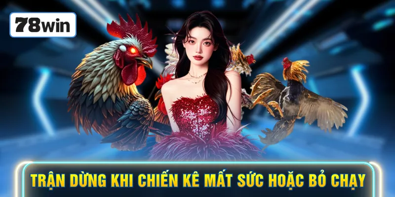 Trận dừng khi chiến kê mất sức hoặc bỏ chạy